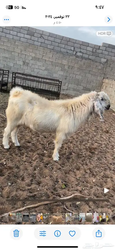 تيس مصري جرم مشروط 0