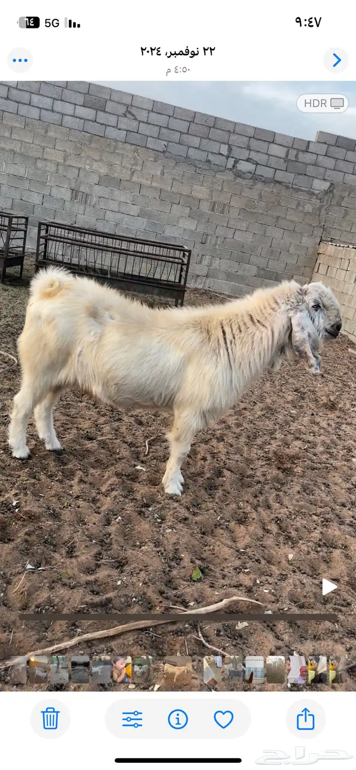 تيس مصري جرم مشروط 0