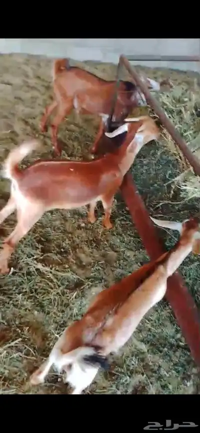 تيس وجفرتين index