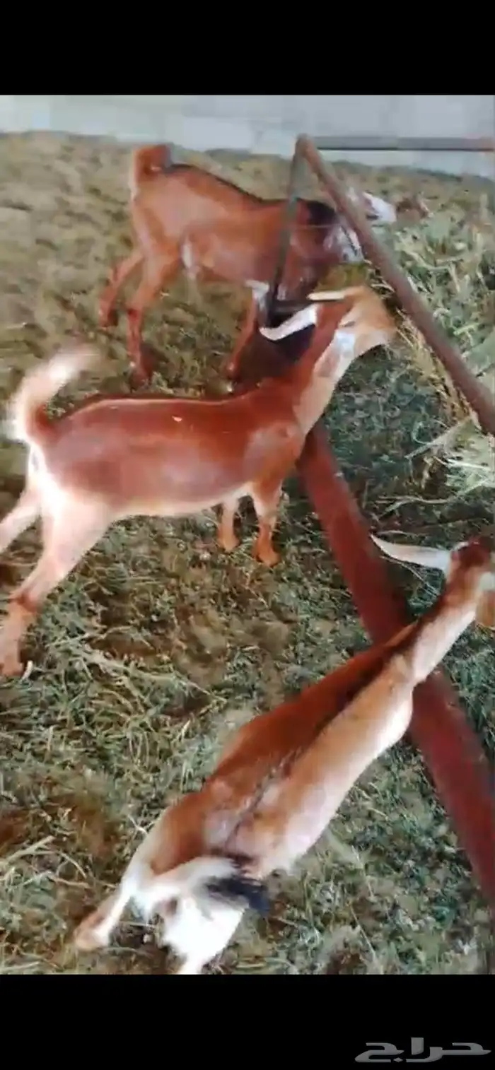 تيس وجفرتين 2