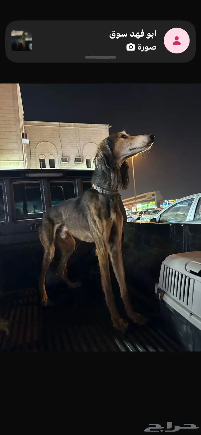 سلوقي عربي بيور 3