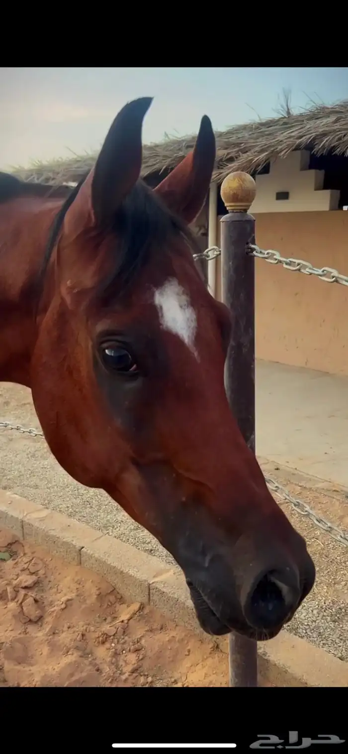 حصان فحل مربط 3