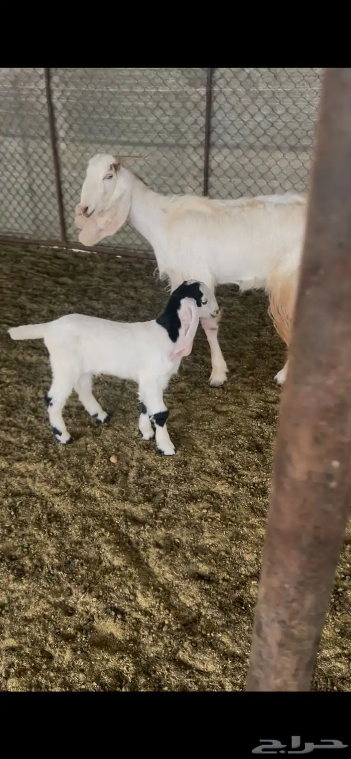 ثنيه تحتها تيس طيبه 1