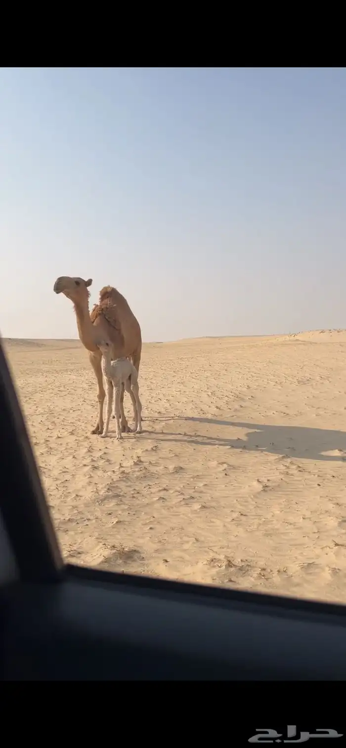 للبيع خلفه حمراء ثنيه 0