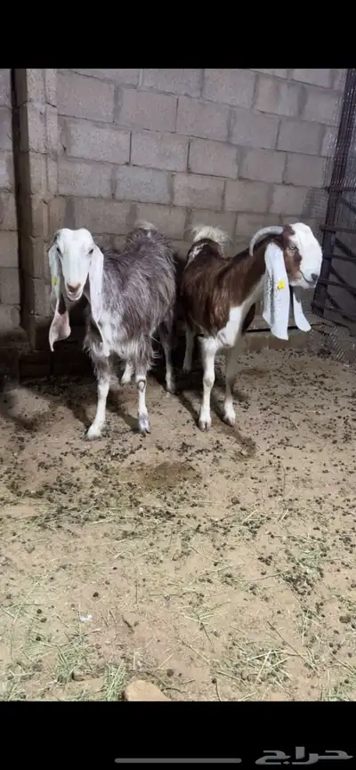 جفرات دافيع 0