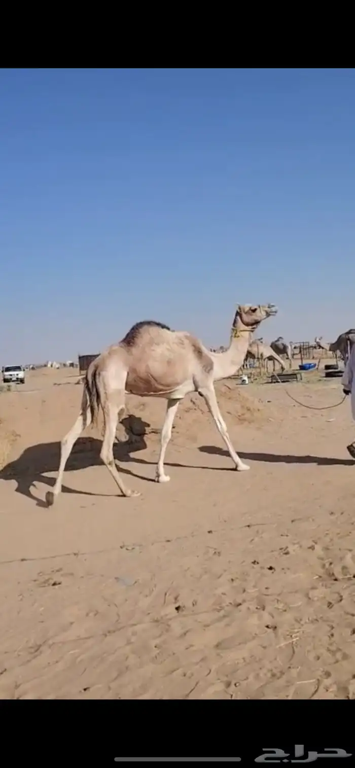 ضروبه مهجنه طيبه 0