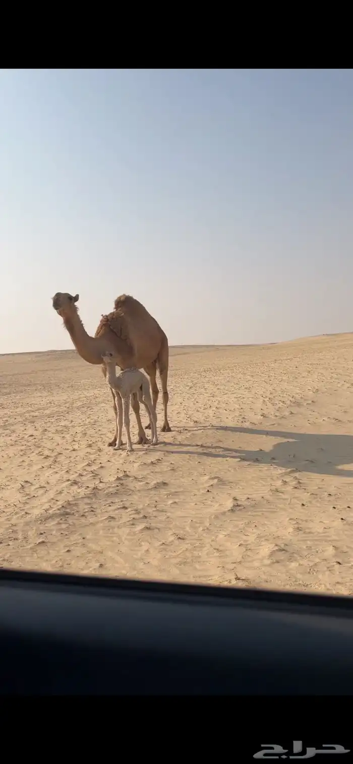 للبيع خلفه حمراء ثنيه 5