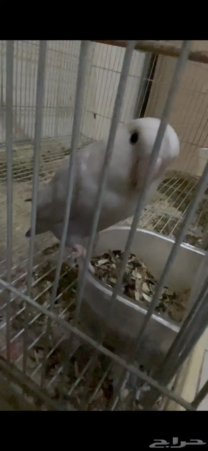 طيورزينه كروان ذكور وروز ذكور 4