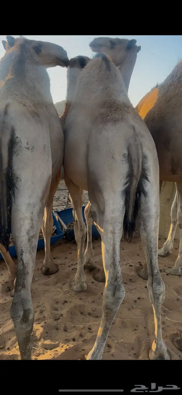 قعدان للبيع 1