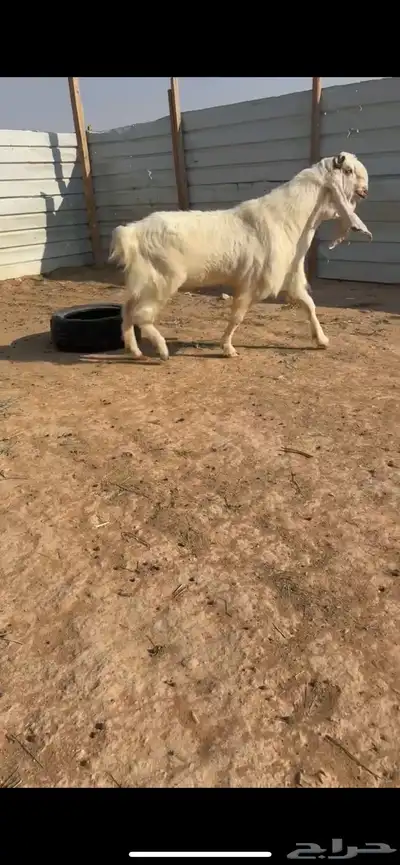 فحل مطور فاخر index