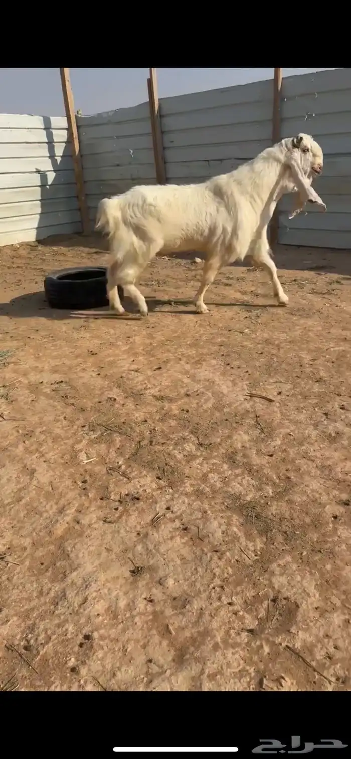 فحل مطور فاخر 1