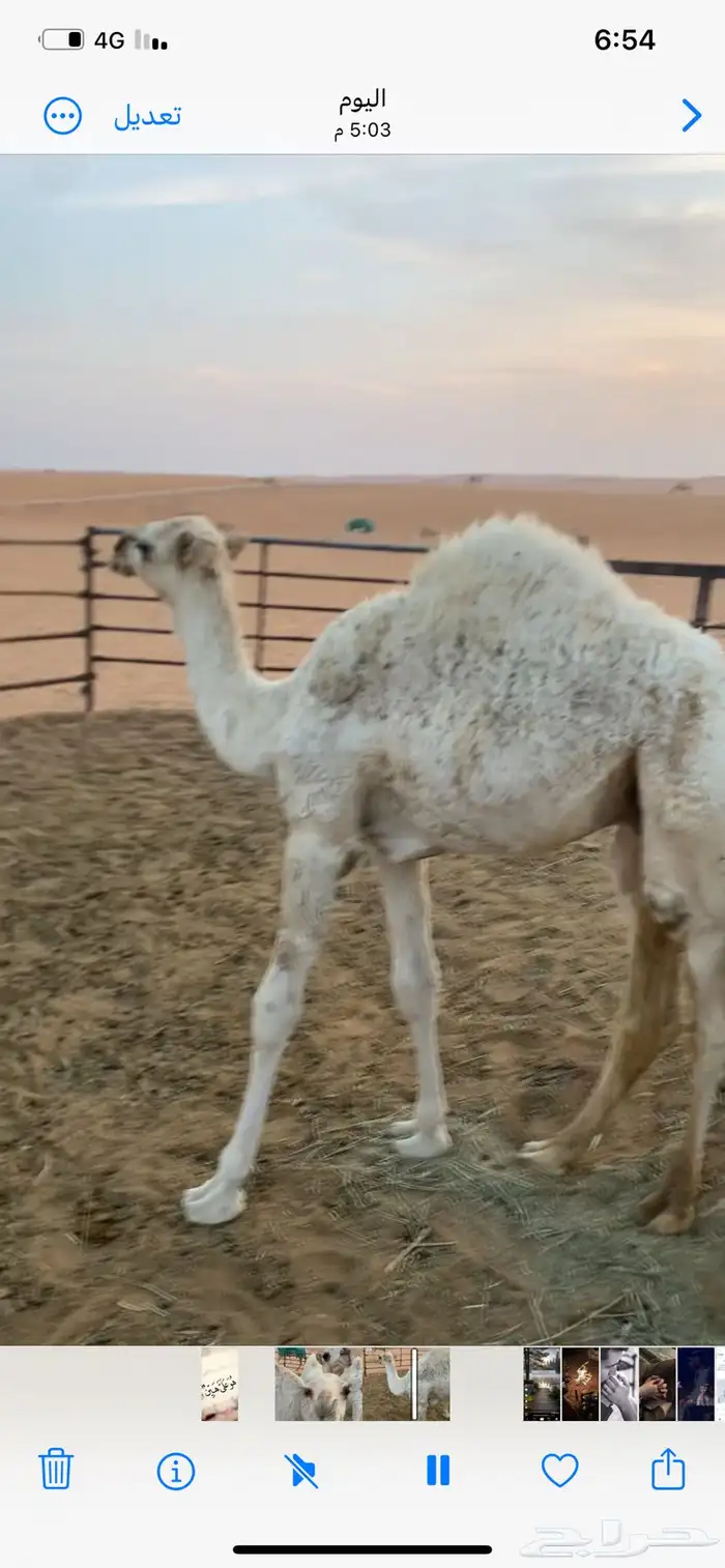 قعود للبيع 1