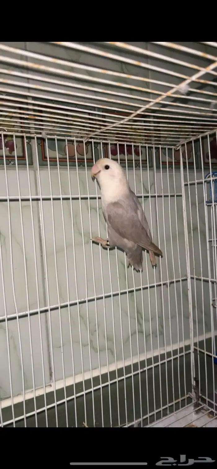 جوز روز منتج وجاهز للنتاج شرط العمر سنه وشوي 0