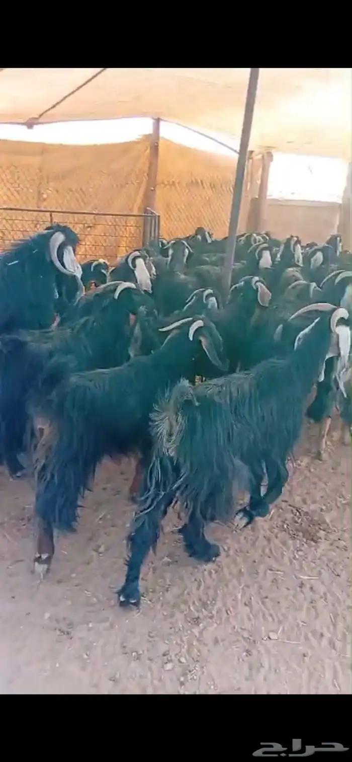 معزاء دفيع للبيع 1