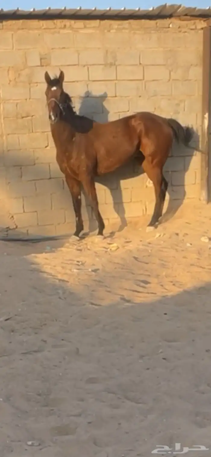 حصان انقلينزي سباق 1