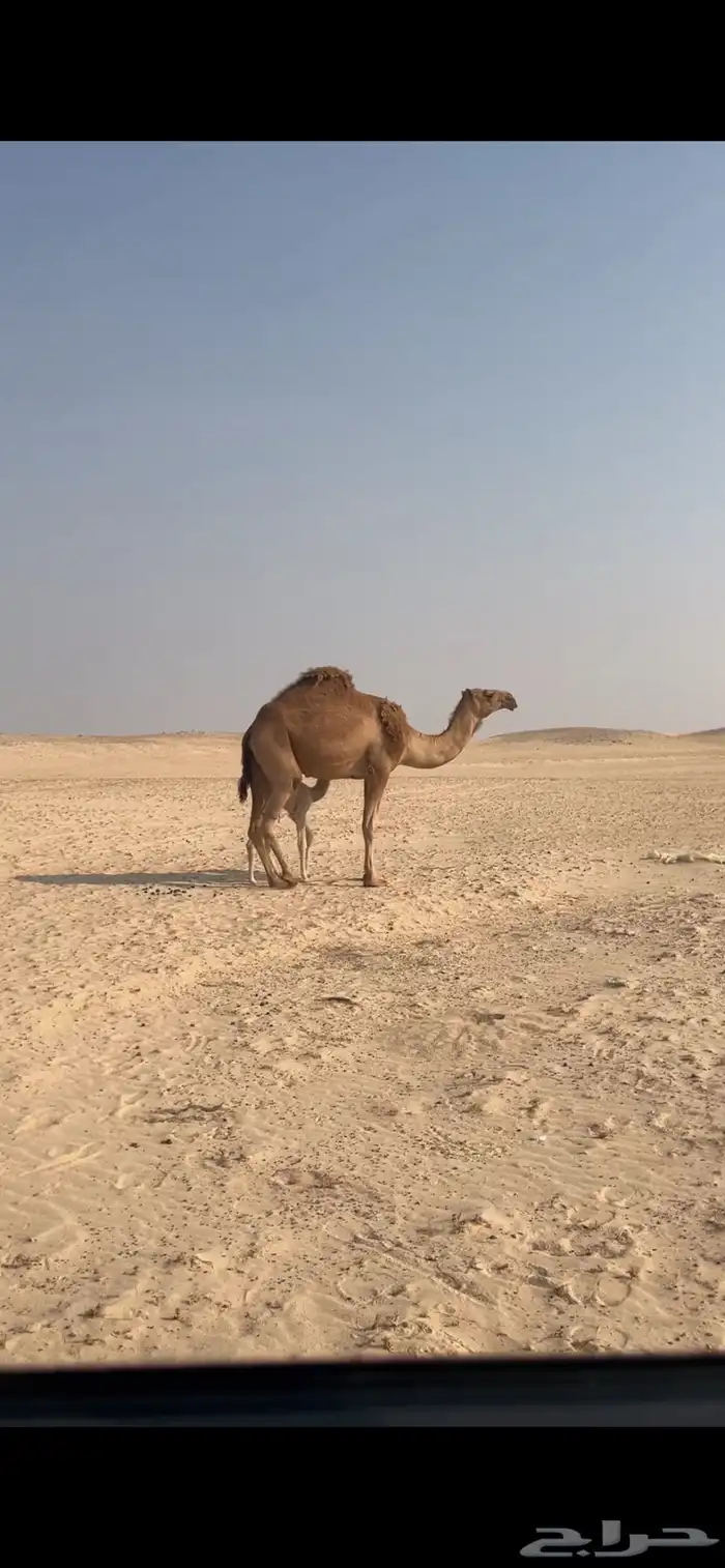 للبيع خلفه حمراء ثنيه 11