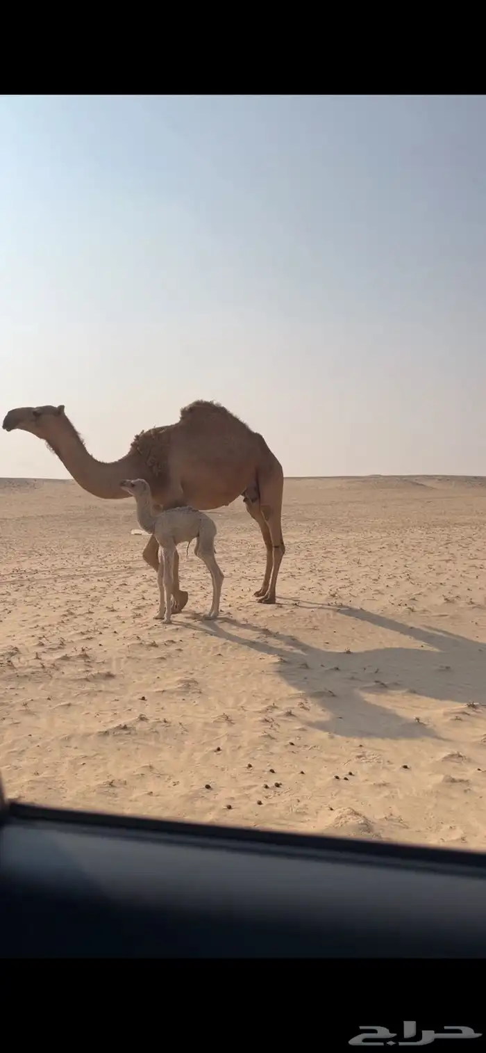 للبيع خلفه حمراء ثنيه 4