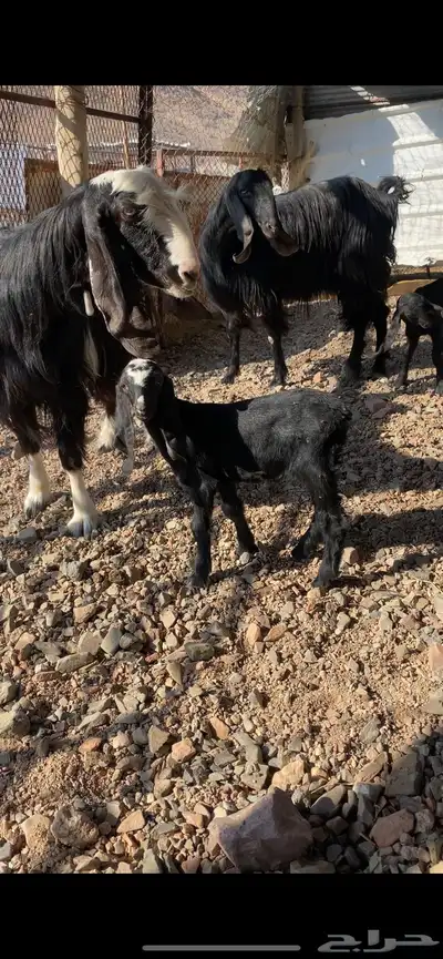 معزا ولد index