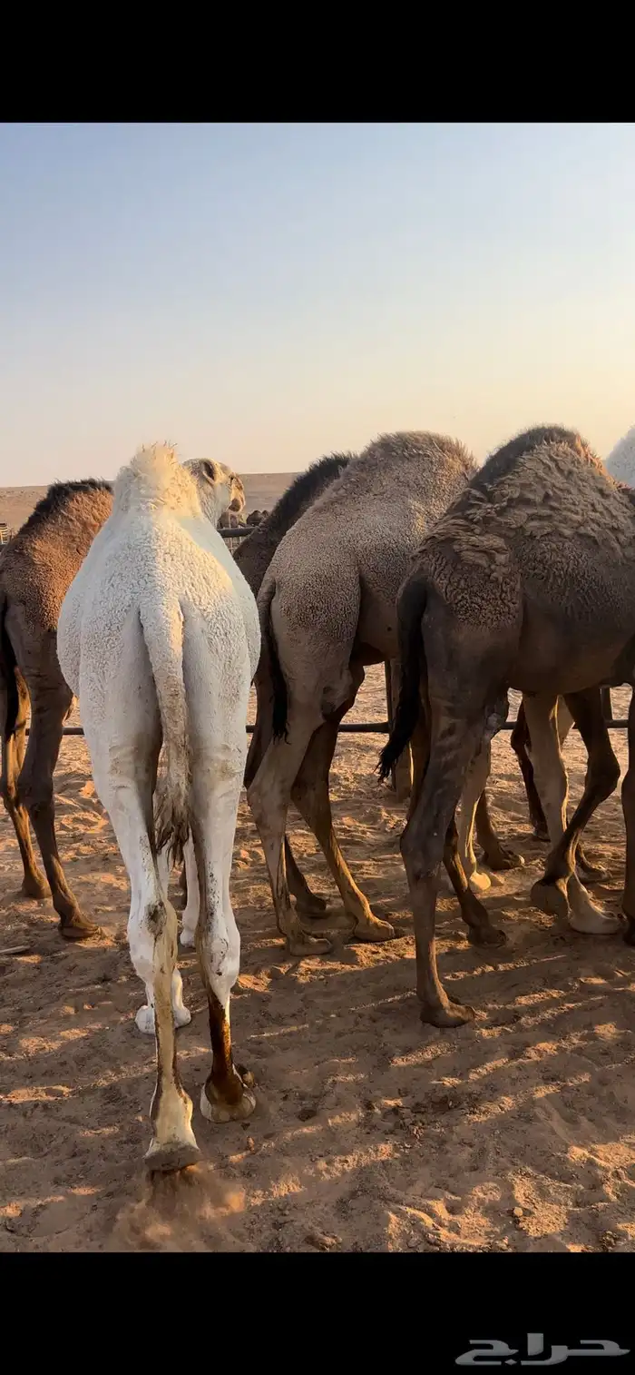 للبيع حشو فاخرة للمناسبات 2