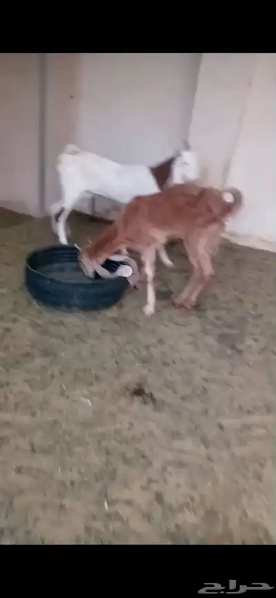 ماعز هولندي وعارضي للبيع index