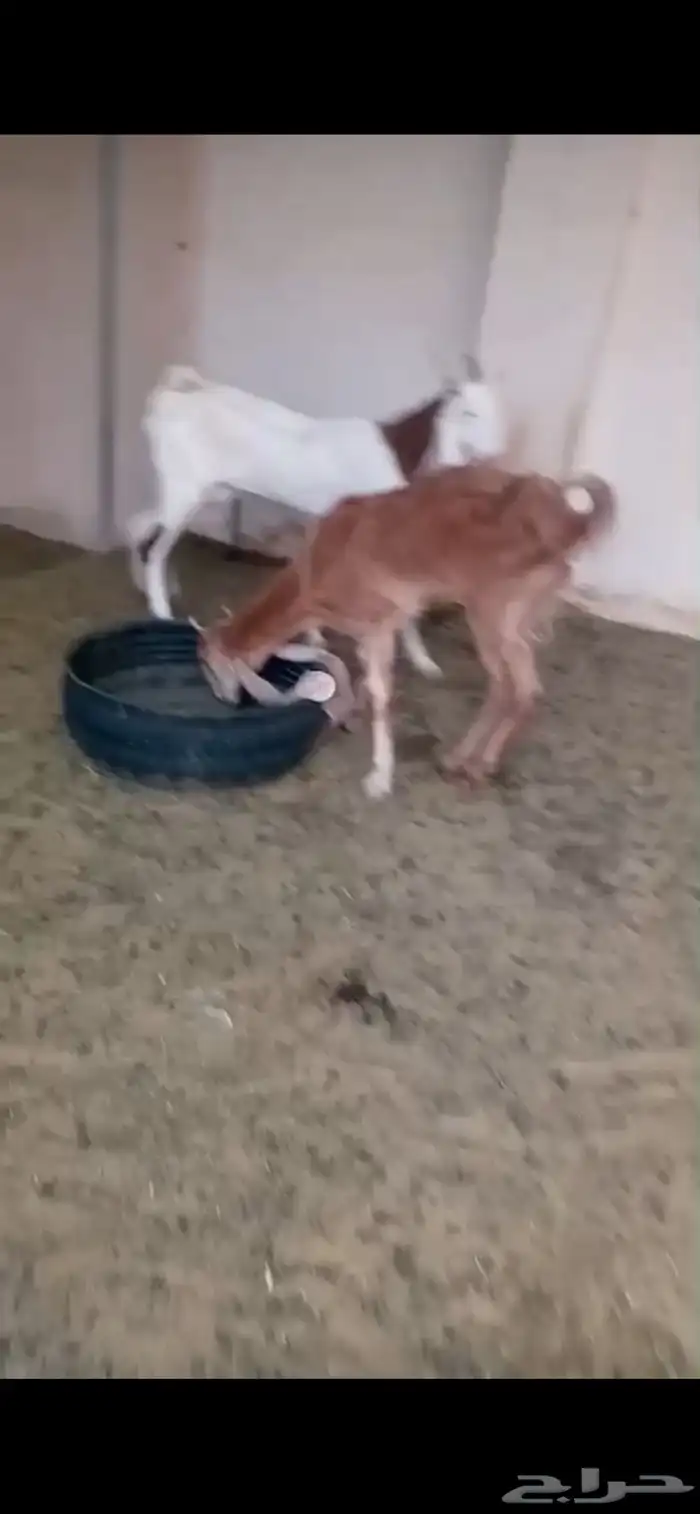 ماعز هولندي وعارضي للبيع 4