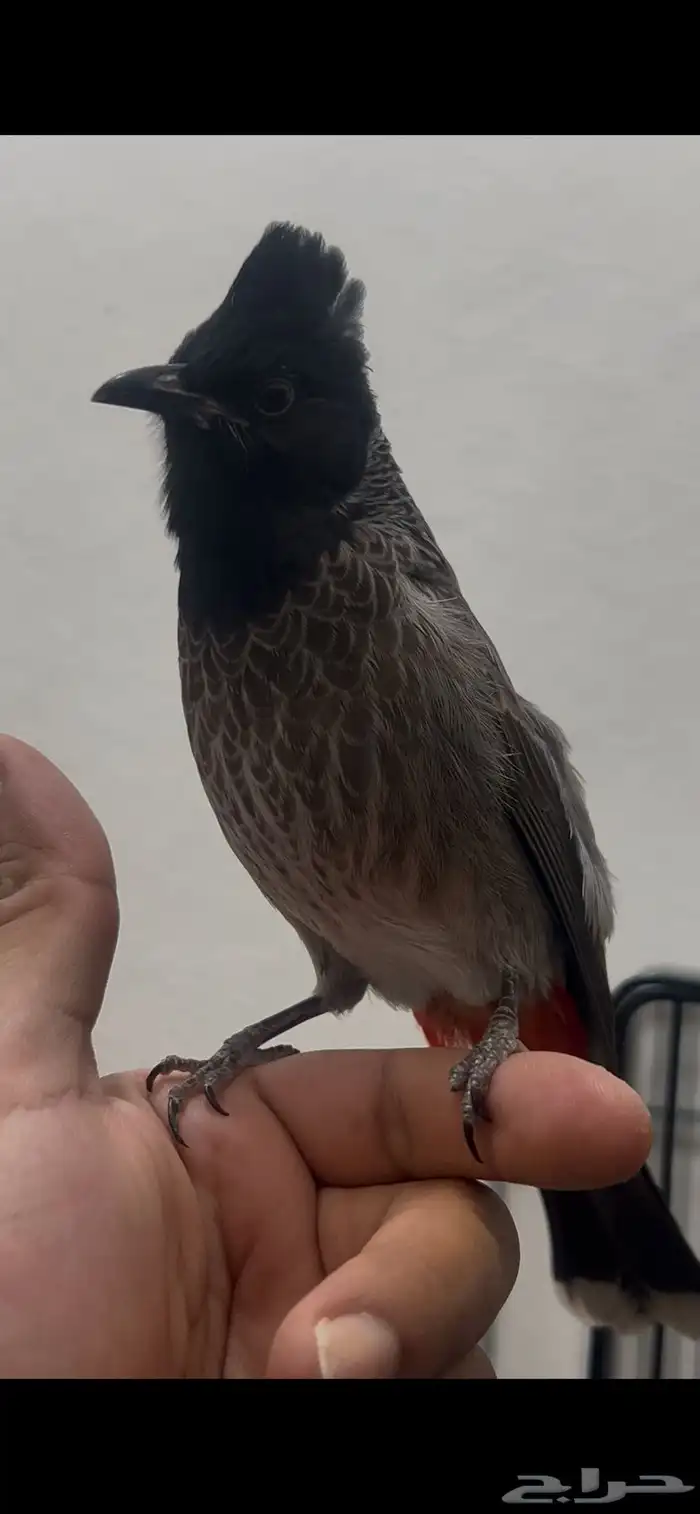 بلبول كشميري ( تم البيع ) 1