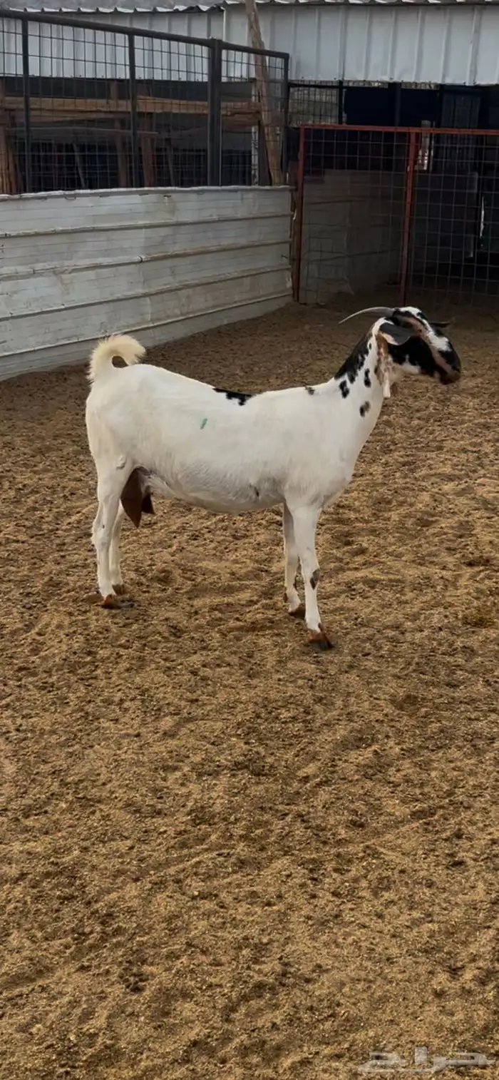 عنزبيشيه صنف 4