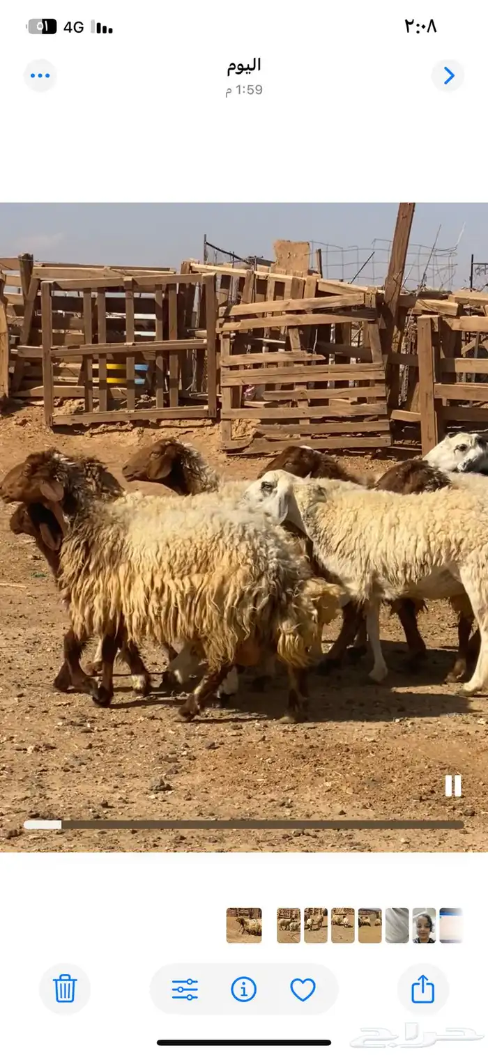 نعاج نعيم و2 نجد مولد منها 4 والباقي مضاريع 7