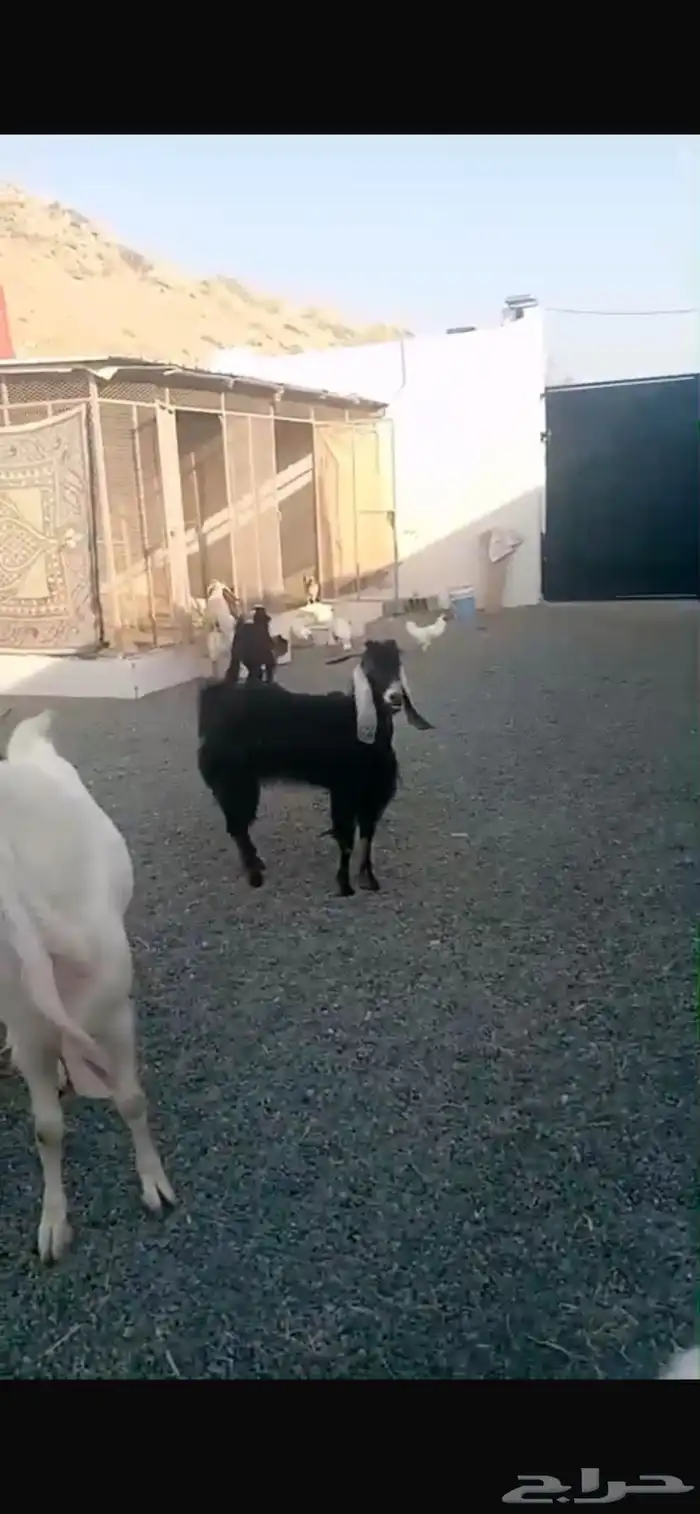 ماعز هولندي وعارضي للبيع 5