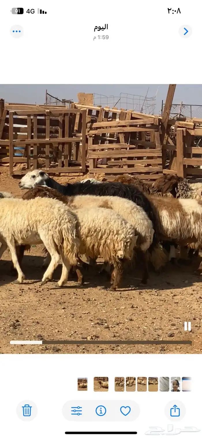 نعاج نعيم و2 نجد مولد منها 4 والباقي مضاريع 6