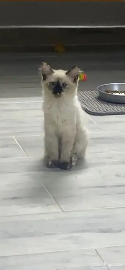 قطط للتبني index