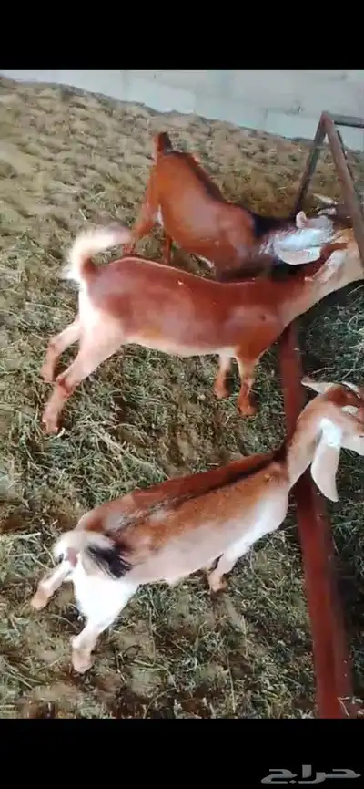 تيس وجفرتين index