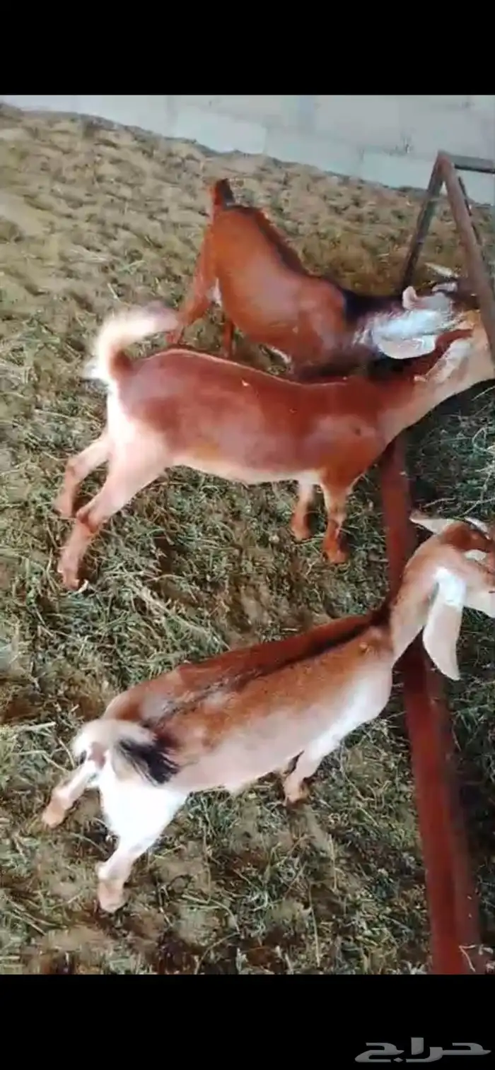 تيس وجفرتين 0