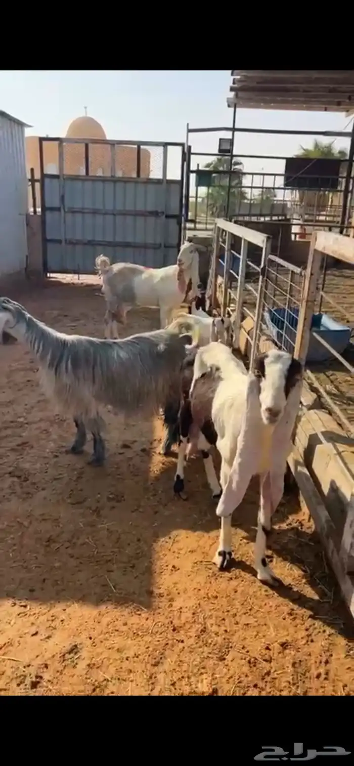 للبيع معزا متابيع فاخرره 0