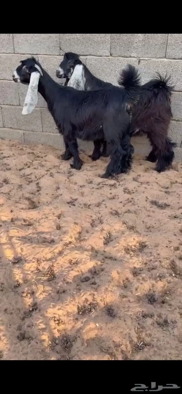 جفرتين عوارض 0