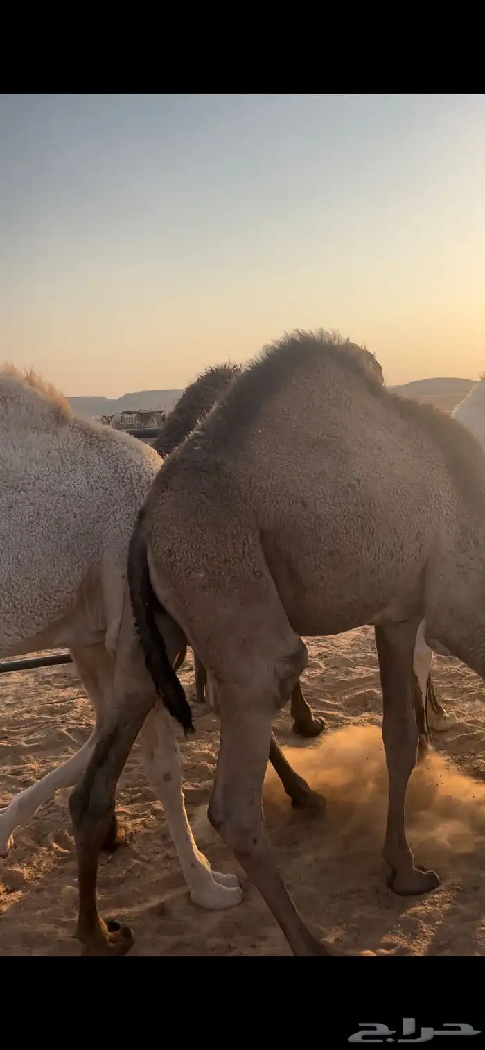 للبيع حشو فاخرة للمناسبات 3