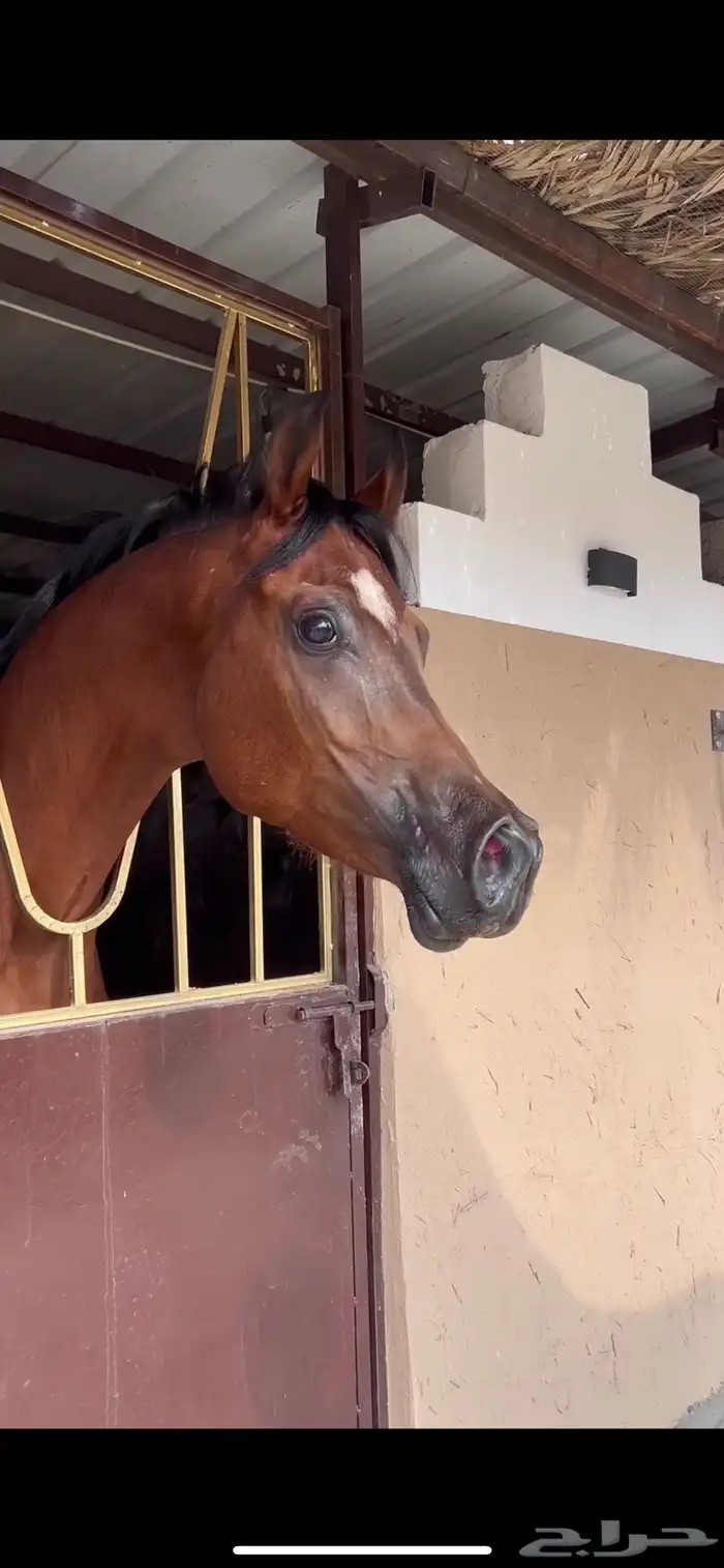 حصان فحل مربط 1