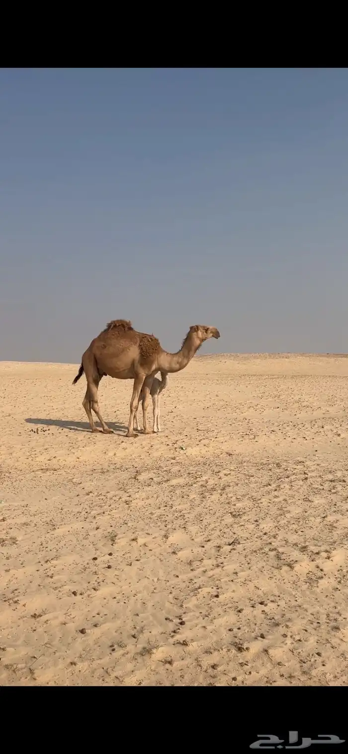 للبيع خلفه حمراء ثنيه 8