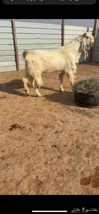 فحل مطور فاخر index