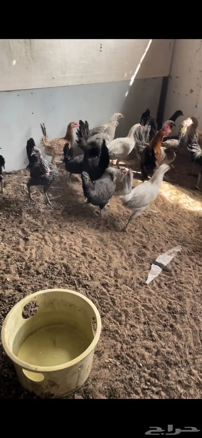 دجاج بلدي بياض 2