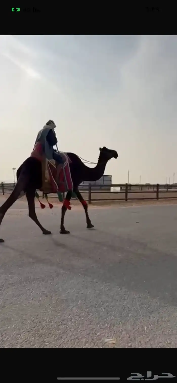 للبيع رحول مجهم 0