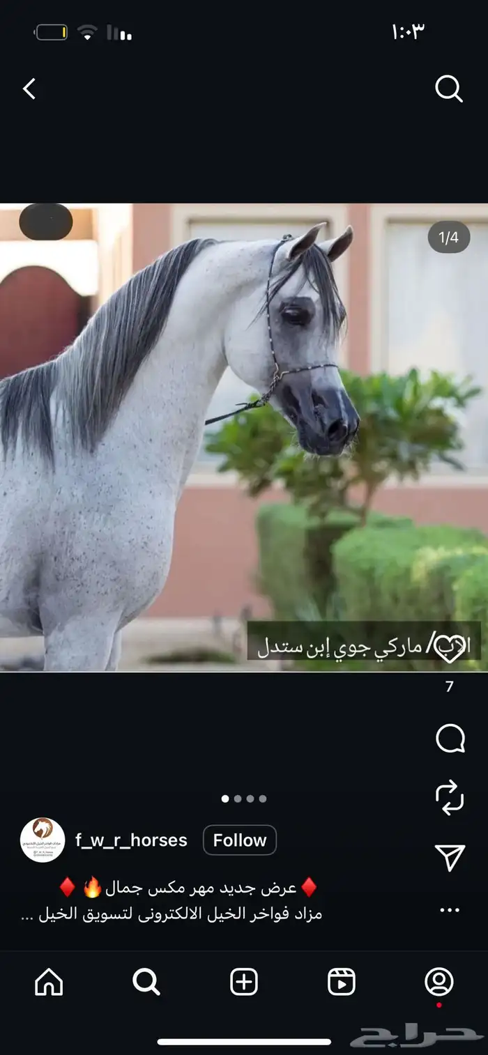 حصان مكس حار 3