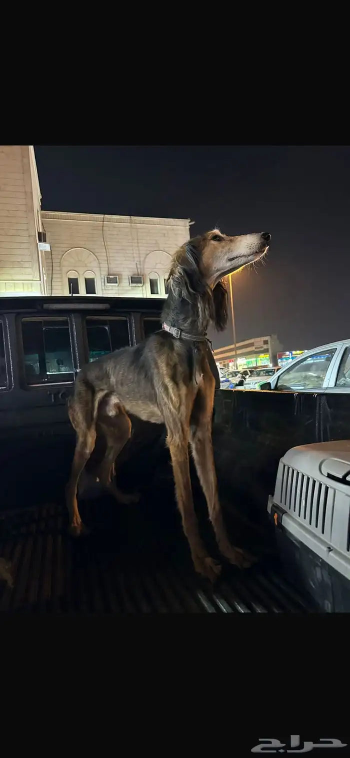 سلوقي عربي بيور 1