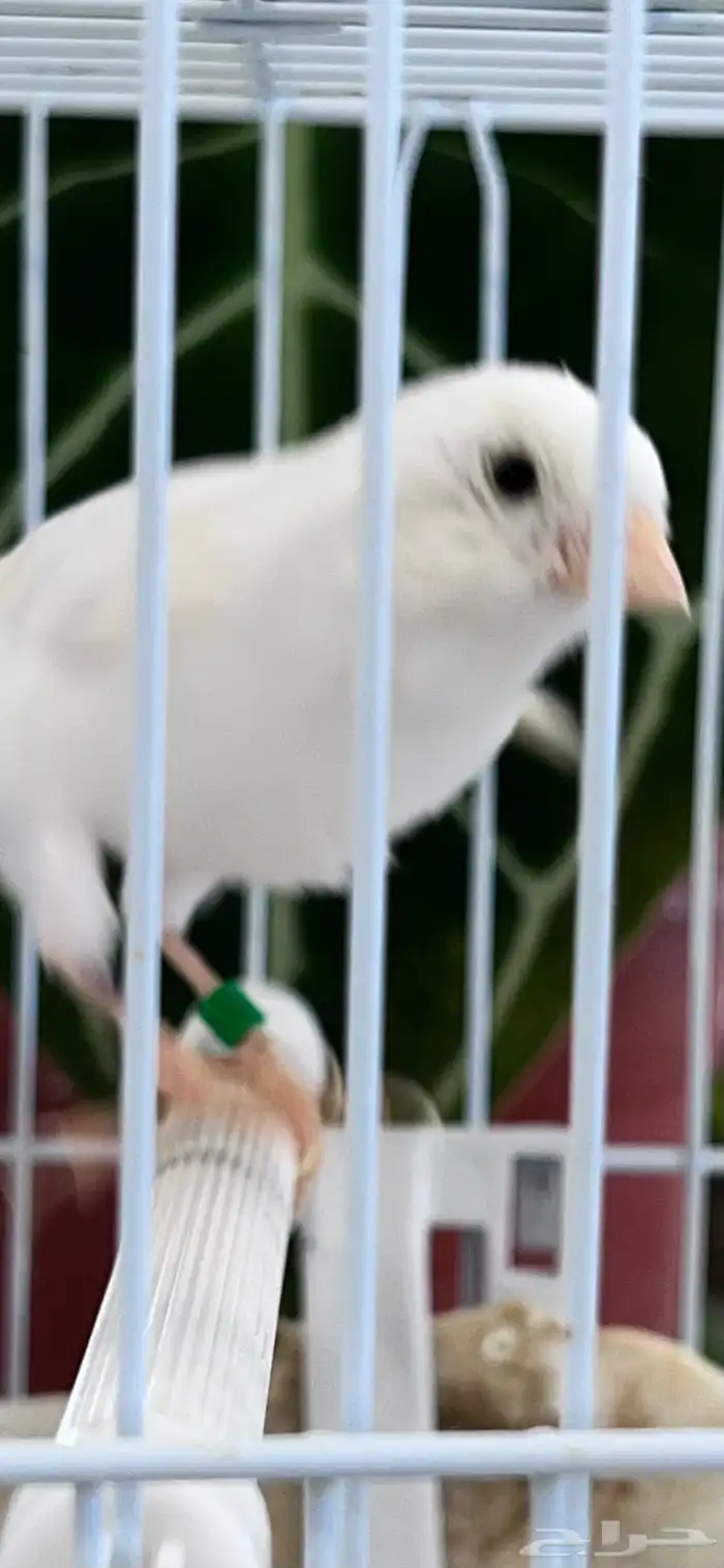 انثى كناري 17