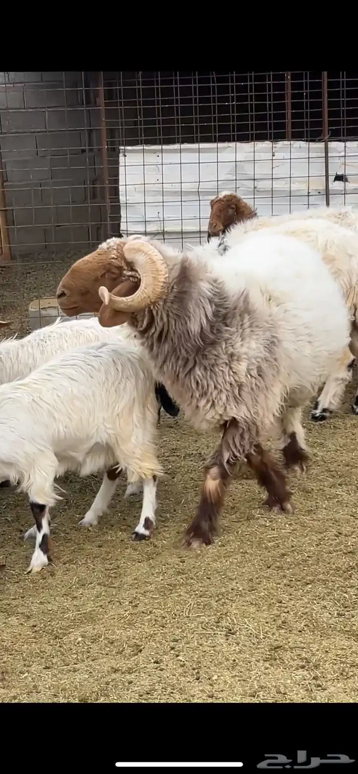 خروف فحل 0