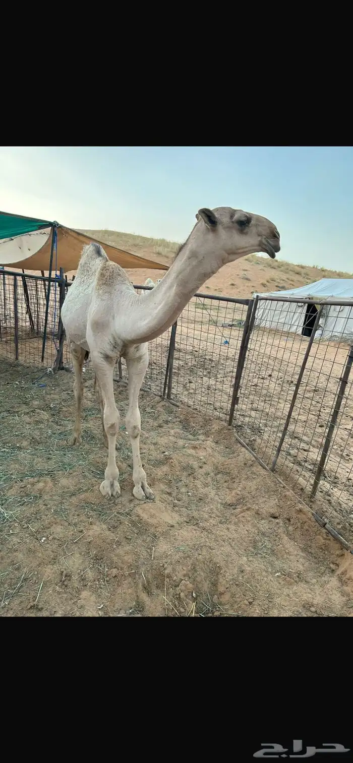 للبيع قعود اشعل على غرنوق منتج 13