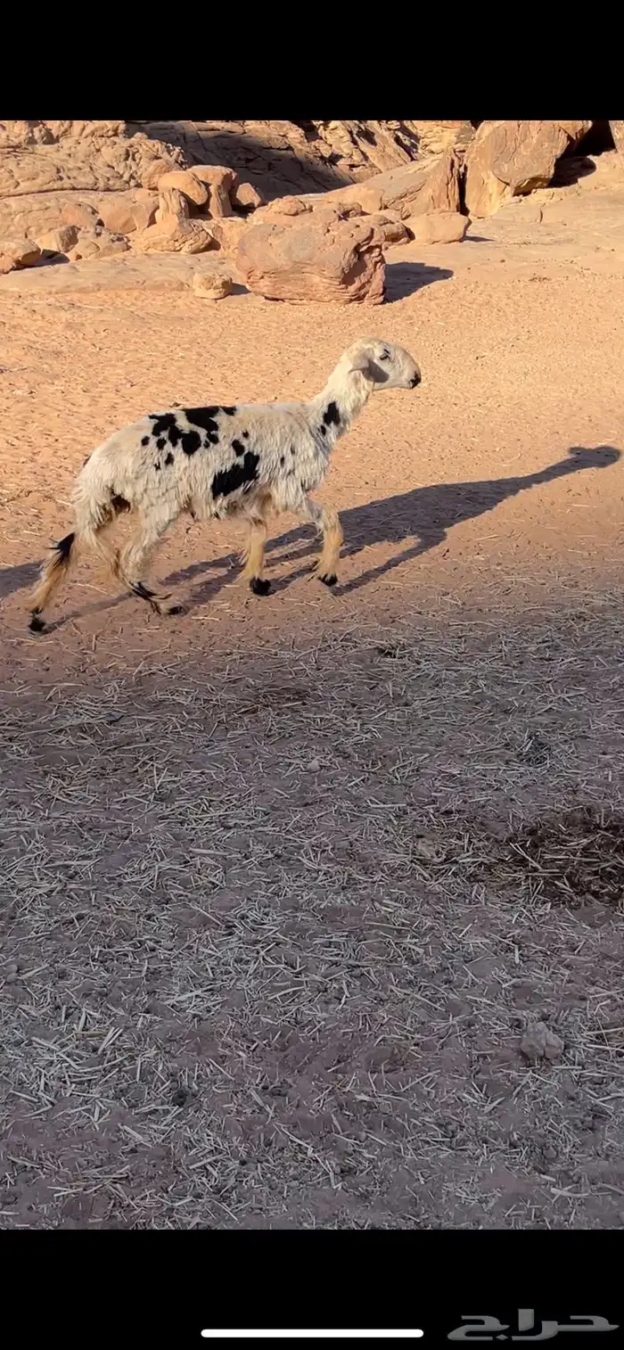 رخله للبيع عمرها من 7شهور الى 9 شهور الحاله وسط 1