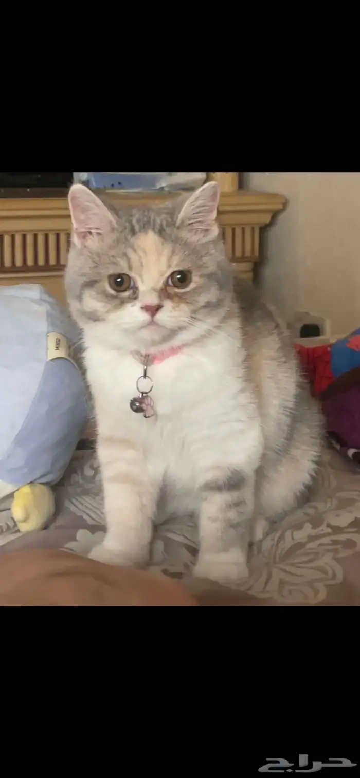 قطه للبيع بالجبيل 1