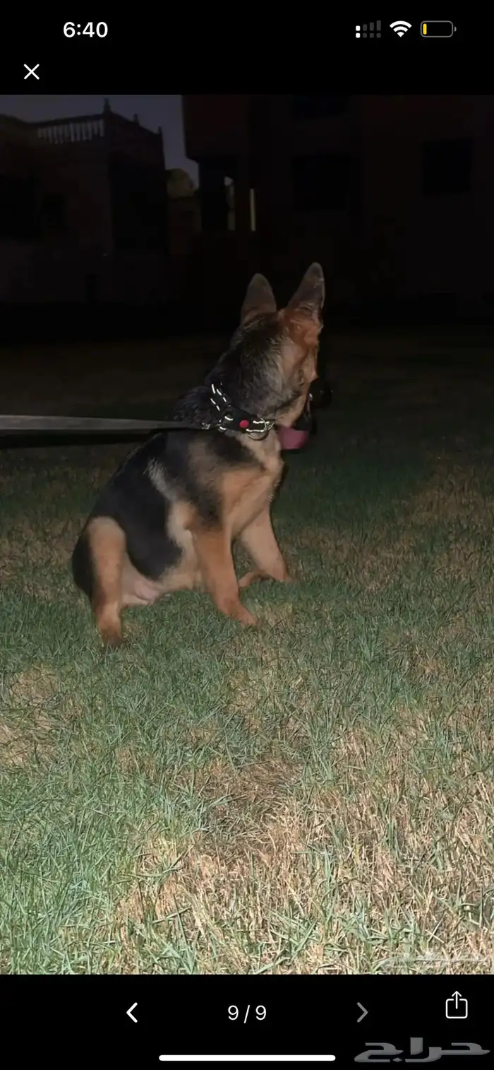 انثى جيرمن شيبرد . انثى جولدن ريتريفر كلب . 1