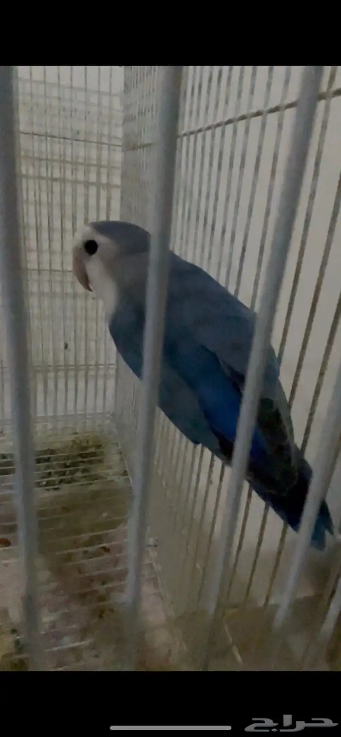 طيورزينه كروان ذكور وروز ذكور 7